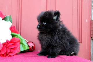 puppy, for, sale, Pomeranian, Matthew B. Stoltzfus, dog, breeder, Gap, PA, dog-breeder, puppy-for-sale, forsale, nearby, find, puppyfind, locator, puppylocator, aca